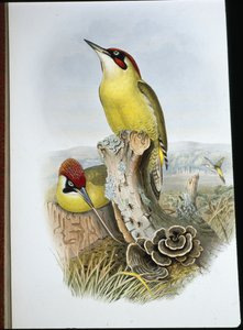 Pito Real (Gecinus Viridis) de John (after) Gould