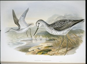 Archibebe Claro (Glottis Canescens) de John (after) Gould
