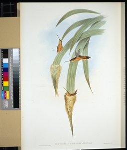 Ermitaño de Garganta Gris (phaethornis griseogularis) (litografía coloreada a mano) de John (after) Gould