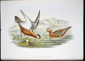 Falaropo picofino (Phalaropus Fulicarius) de John (after) Gould