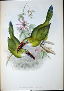 Tucán de pico acanalado de John (after) Gould