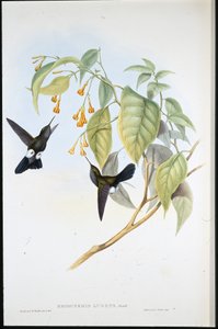 Pata de Algodón (Eriocnemis Lugens) (litografía coloreada a mano) de John (after) Gould