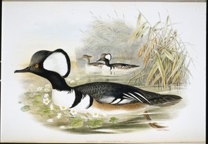 Serreta capuchona (Mergus Cucullatus) de John (after) Gould