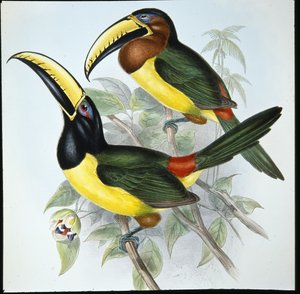 Aracari de Humboldt (Pteroglossus Humboldti)