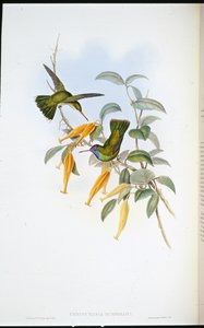 Colibrí de Humboldt (Chrysuronia Humboldti)