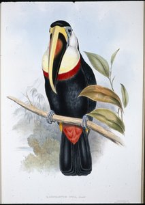 Tucán inca (Ramphastos inica)
