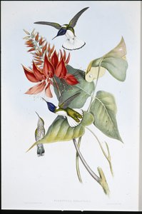Jacobin (Florisuga Mellivora) de John (after) Gould