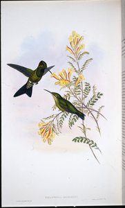 Brillante de Jameson (Heliodoxa Jamesoni) de John (after) Gould