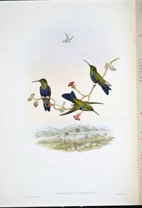 Ninfa de madera de Jelski (Thalurania Jelskii) de John (after) Gould