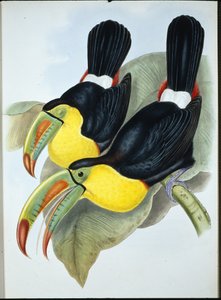 Tucán de Pico de Quilla (Ramphastos Carinatus)
