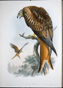 Milano real (Milvus Regalis) de John (after) Gould