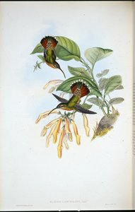 Ermitaño Lanceolado (Glaucis Lanceolata) de John (after) Gould