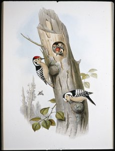 Pico menor (Picus Minor) de John (after) Gould