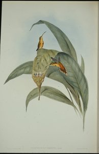 Ermitaño Pequeño (Phaethornis Eremita) de John (after) Gould