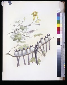 Mito de cola larga (Mecistura Caudata)