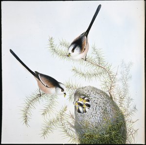 Mito de cola larga (Mecistura Caudata) de John (after) Gould