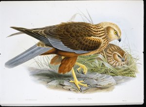 Aguilucho lagunero (Circus Aeruginosus) de John (after) Gould