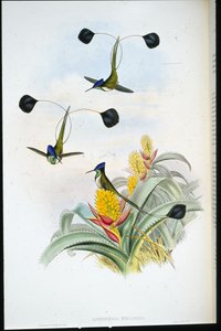 Colibrí maravilloso (Loddigesia mirabilis) de John (after) Gould
