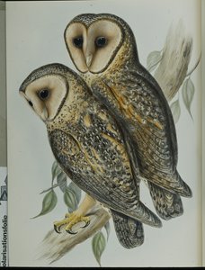 Lechuza Enmascarada (Strix Personata) de John (after) Gould