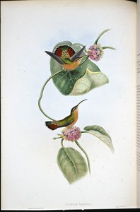 Ermitaño de Mazeppa (Glaucis Mazeppa) de John (after) Gould