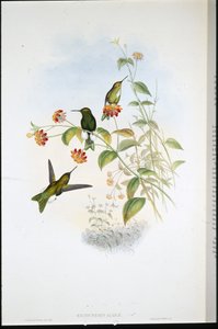 Pata de soplo metálica (Eriocnemis Alinae) de John (after) Gould