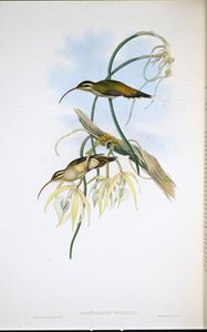 Ermitaño Mexicano (Phaethornis Cephalus) de John (after) Gould