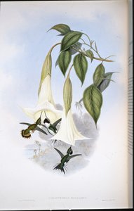 Estrella de madera de Mulsant de John (after) Gould