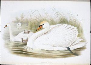 Cisne mudo (Cygnus Olor) de John (after) Gould