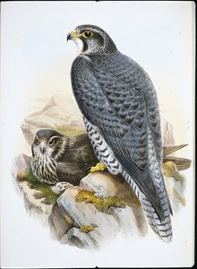 Halcón gerifalte noruego (Falco Gyrfalco) de John (after) Gould