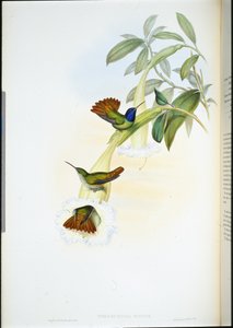 Colibrí de Oenone (Chrysuronia oenone) (litografía coloreada a mano) de John (after) Gould