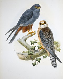 Alcotán de Patas Naranjas (Erythropus Vespertinus) de John (after) Gould