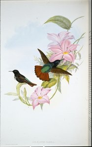 Rayo de sol de Pamela (Aglaeactis Pamela) de John (after) Gould