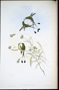 Cola de raqueta peruana (Spathura Peruana) de John (after) Gould