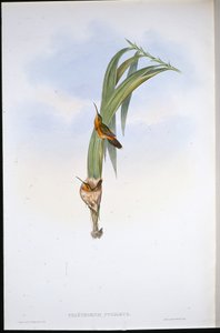 Ermitaño pigmeo (Phaethornis Pygmaeus) de John (after) Gould