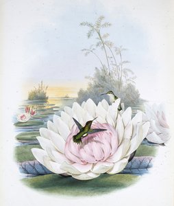 Esmeralda de Poortman (chlorostilbon Poortmanni)