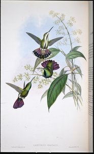 Mango de Prevot (Lampornis Prevosti)