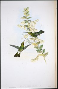 Colibrí de garganta parda