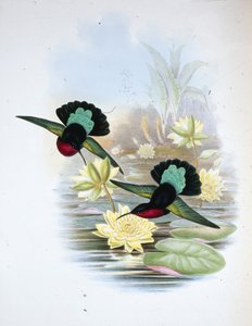 Caribe de pecho púrpura