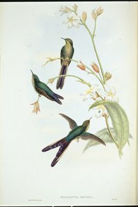 Colibrí cometa de cola púrpura (Sparganura Glyceria) de John (after) Gould