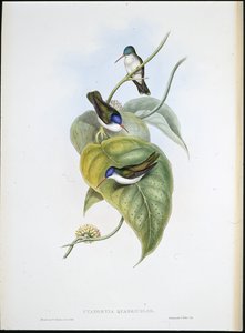 Corona azul de pico rojo (Cyanomyia Quadricolor) de John (after) Gould