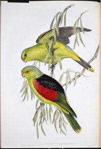 Lori de alas rojas (Aprosmictus Erythropterus) de John (after) Gould