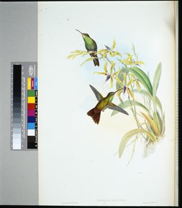 Amazilia de Riegger (amazilia Riefferi) de John (after) Gould