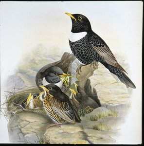 Mirlo capiblanco (Mer Ulatorquata)