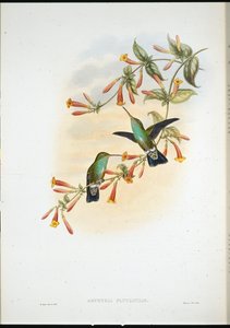 Esmeralda ribereña