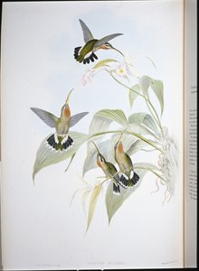 Ermitaño de Rucker (Glaucis ruckeri)