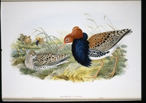 Combatiente (Machetes Pugnax) de John (after) Gould