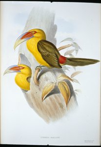 Tucán de colina color azafrán de John (after) Gould