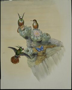Coqueta de Salvin (Lophornis Adorabilis) (litografía coloreada a mano) de John (after) Gould