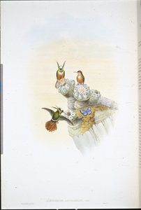 Colibrí Coqueta de Salvin (Lophornis Adorabilis) de John (after) Gould