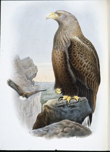 Águila marina (Haliaetus Albicilla) de John (after) Gould